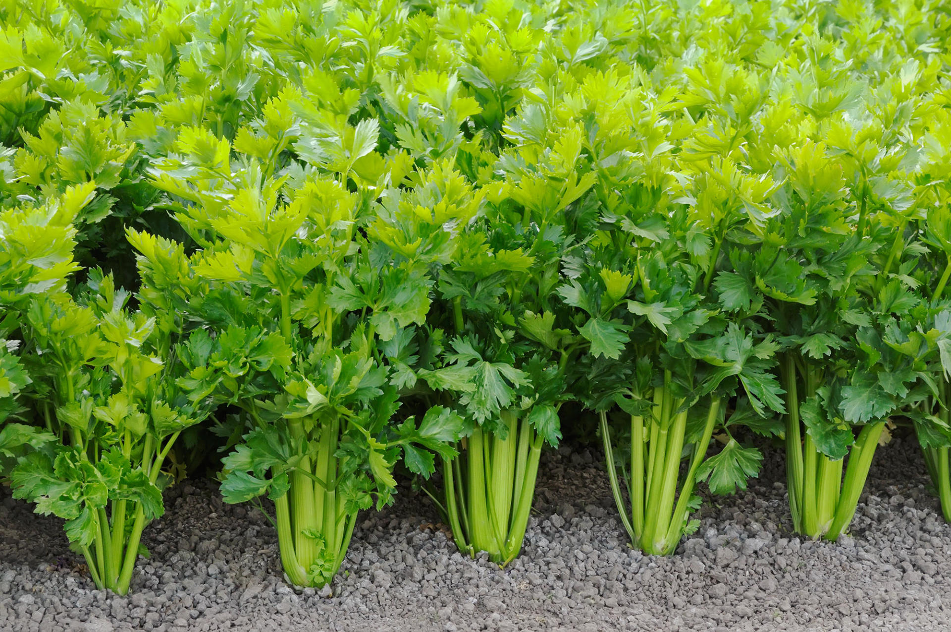 Why did humans start cultivating celery? It's low-calorie and, one might argue, low flavor. We asked some experts at the intersection of botany and anthropology to share their best guesses.