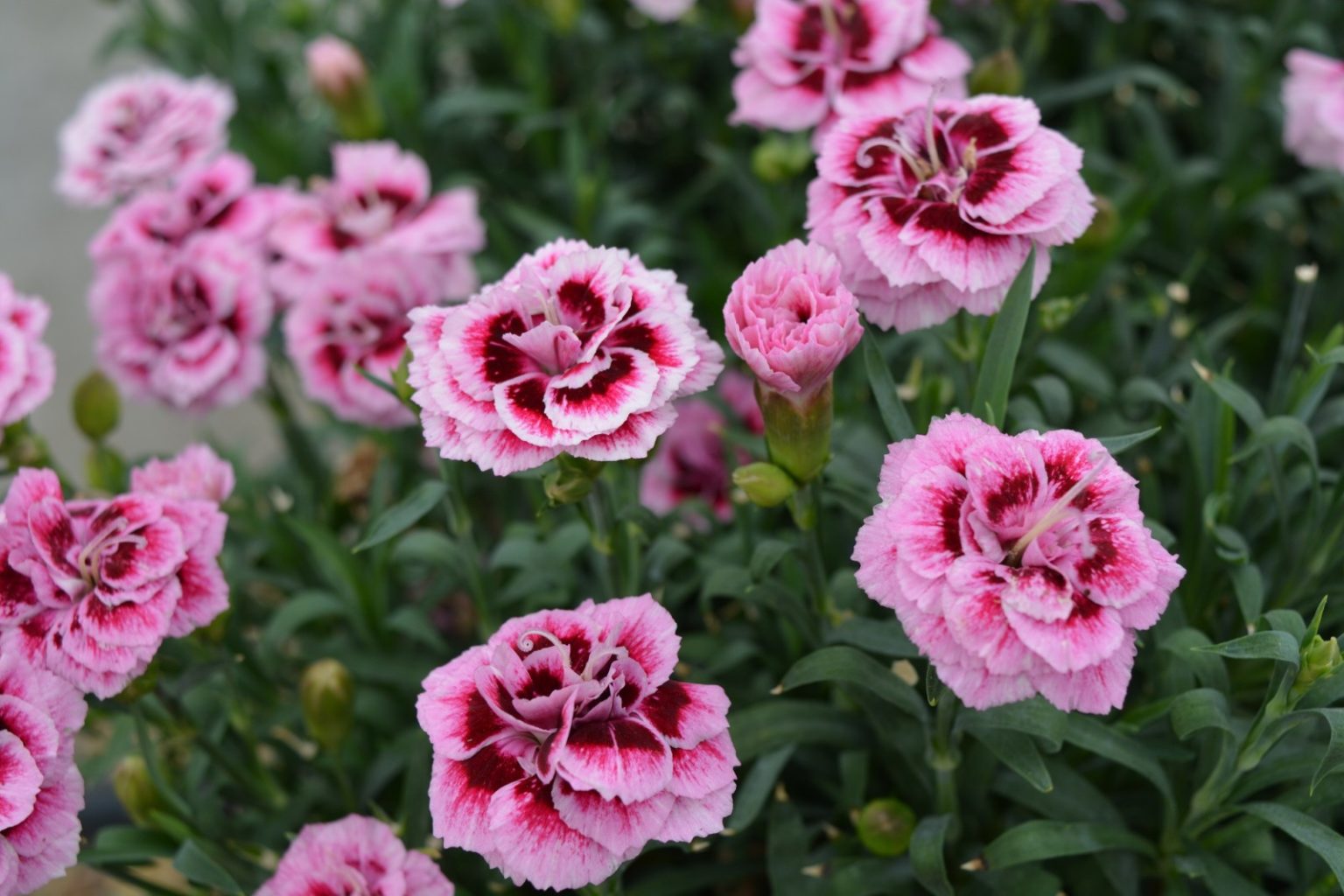 Dianthus Dinamic “PINK EYE” – Silja