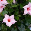Mandevilla Cream Pink Tynings Climbers stand 230516 23052016 23/05/16 23/05/2016 23 23rd May 2016 Spring RHS Chelsea Flower Show 2016 Great Pavilion photographer Torie Chugg Plant portrait portraits close up Floral Marquee horizontal
/m/loader/final_group_loader/Chelsea_23_05_16_Plant_portrait/Images/