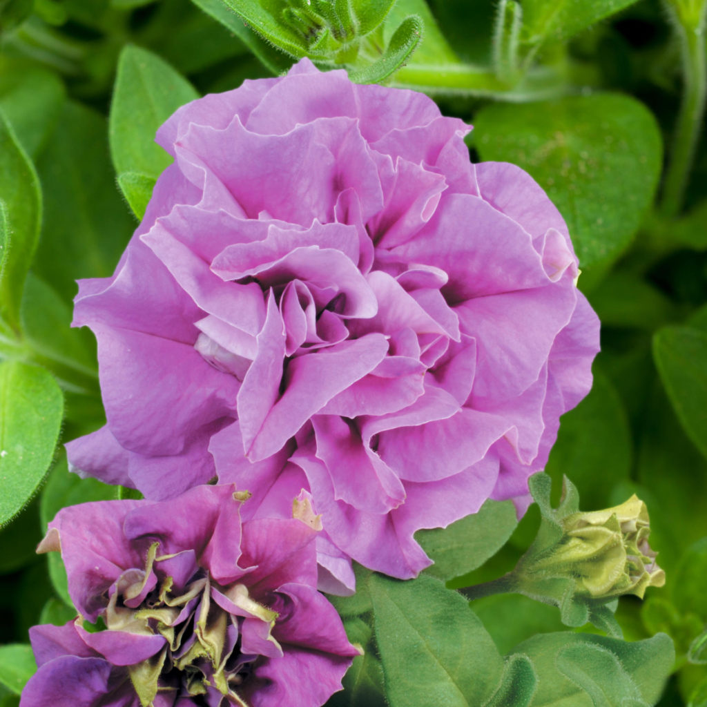 Petunia Surfinia “DOUBLE LILAC” – Silja