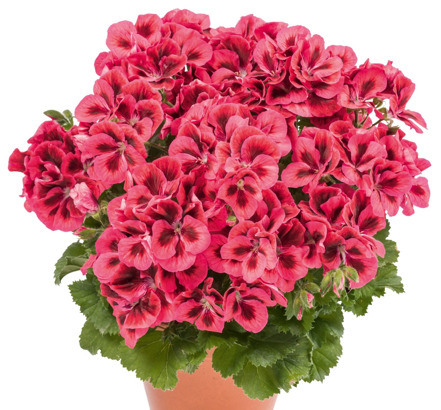 Pelargonia Grandiflora “ARISTO ORANGE” – Silja