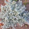 Helichrysum 'Silver Licorice'