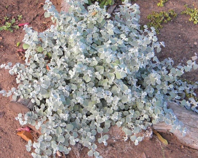 Helichrysum 'Silver Licorice'