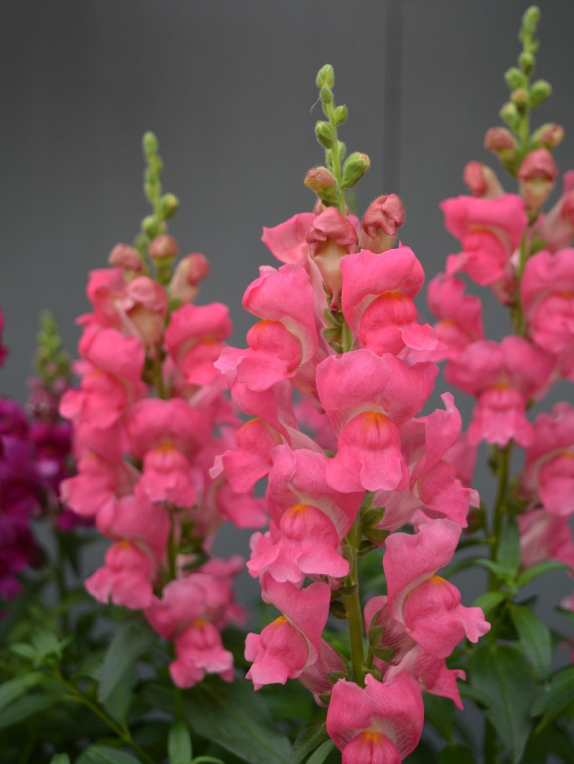 Antirrhinum Majus “SONNET PINK” – Silja