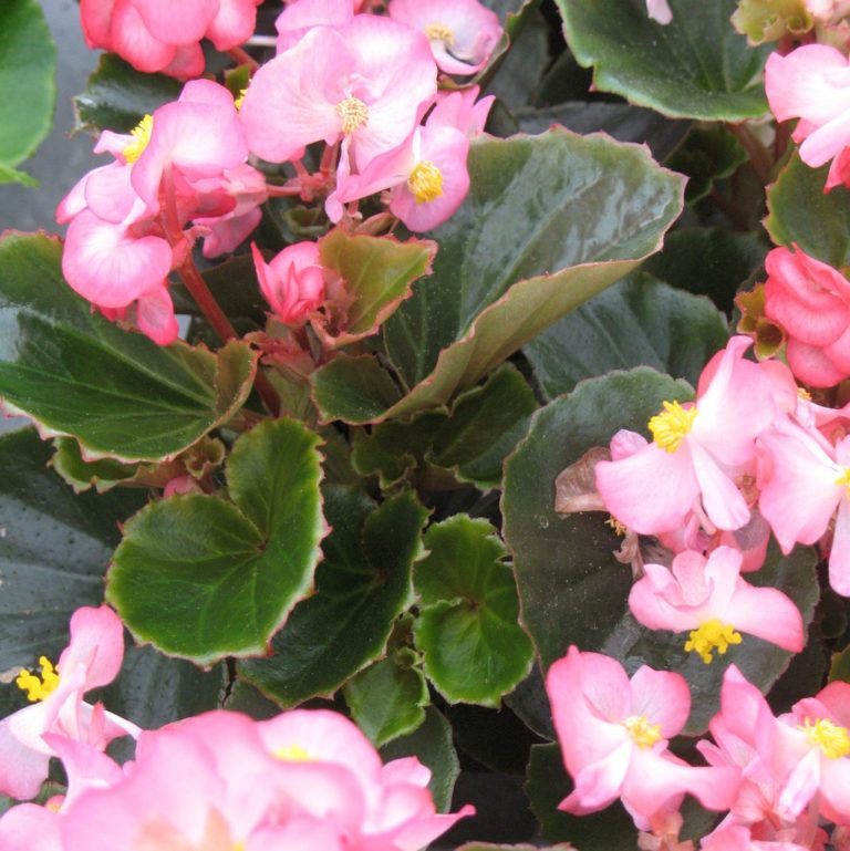 Begonia Semperflorens “AMBASSADOR ROSE BLUSH” – Silja