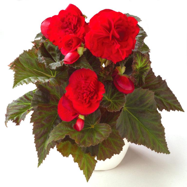 Begonia Tuberhybrida “FORTUNE DEEP RED, DARK LEAF” – Silja