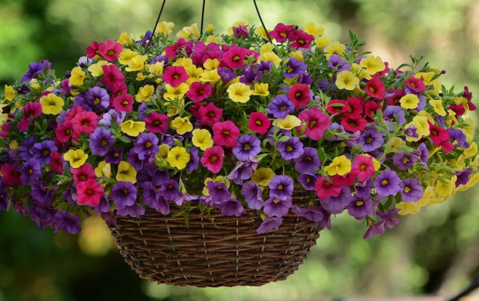 Calibrachoa x Hybrida “KABLOOM PARADISE ISLAND” – Silja