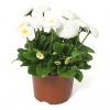 Bellissima White Bellis
Color Code: White, 143C
PAS
Pot on Sweep, Seed
Dan Whiting, 04.2006 Rijsenhout
Bellis Bellisima White Pot 02.jpg
BEL06-2378.tif