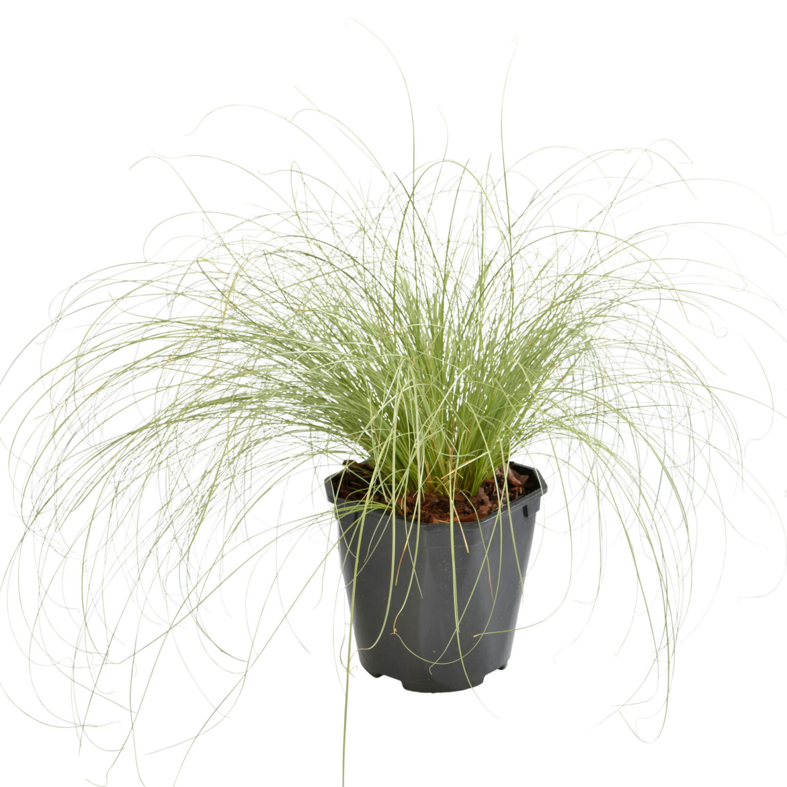 Carex Albula “FROSTED CURLS” – Silja