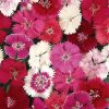 Ideal Select Mix Dianthus   
Color Code:  
PAS  Blooms, Seed  
Pansy Pals Program 
2.25, 200%25  
9.01 Santa Paula  
DIA10395-74966