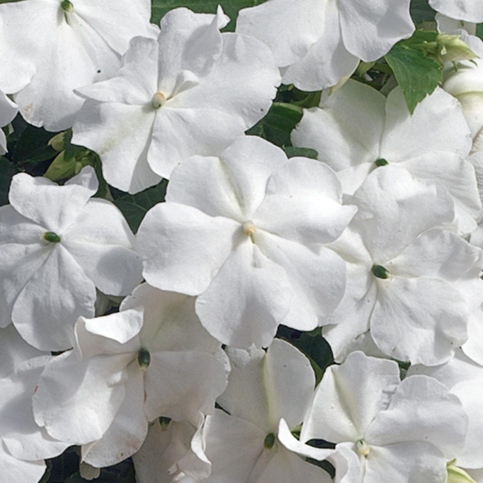 Impatiens Walleriana “penta White” – Silja