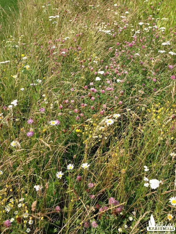 6508-puku-plava-gaisiga-plava-20m21