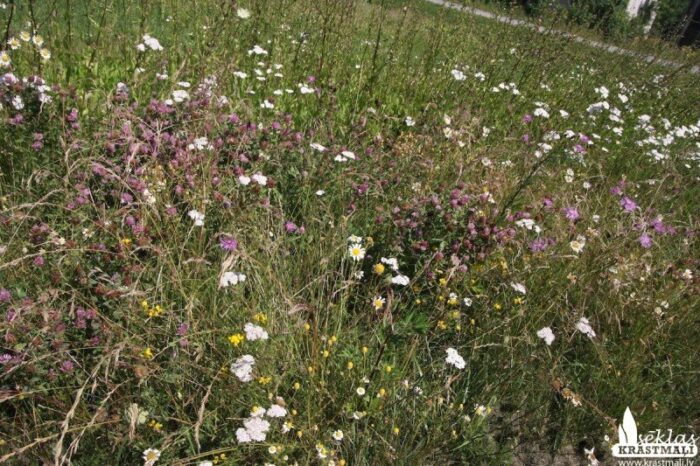 Puķu pļava - Image 2