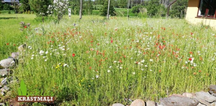 Puķu pļava - Image 3