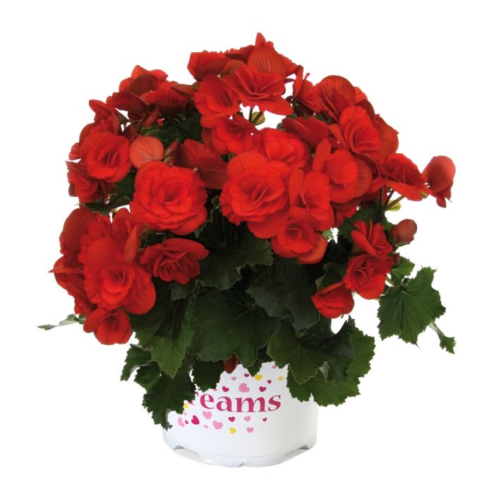 8068052-1_begonia_barkos-collection_barkos_p_