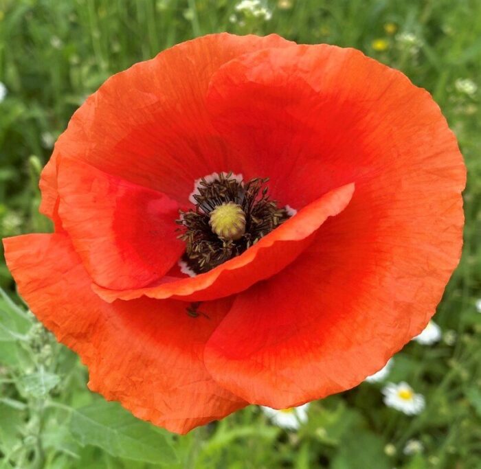 Zīda magone (Papaver rhoeas) 5kg - Image 2