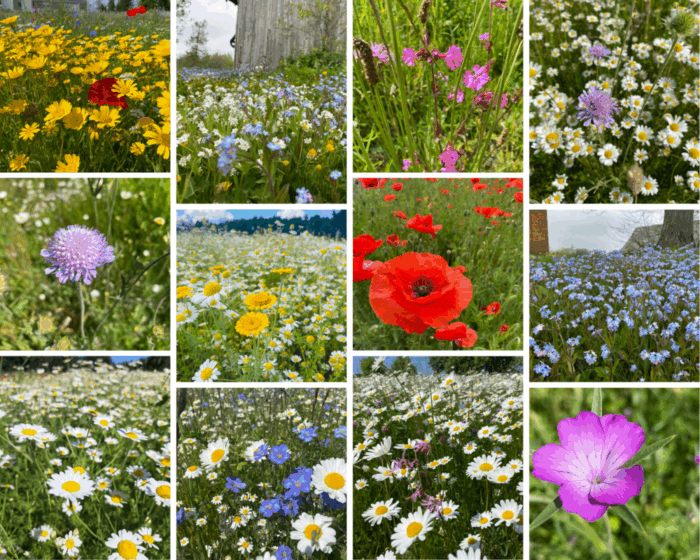 Puķu sēklu maisījums Ziedu maģija 25g-40m2 - Image 2