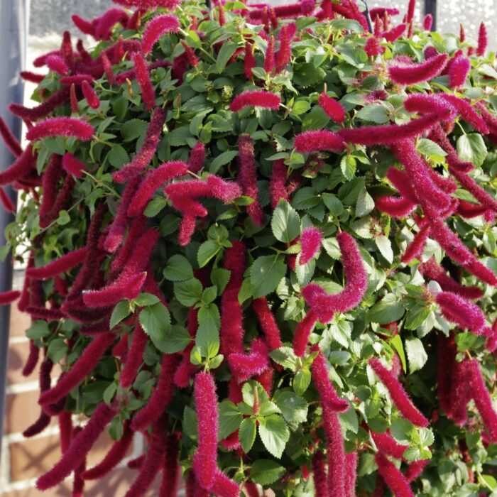 ACALYPHA Foxy - Image 2