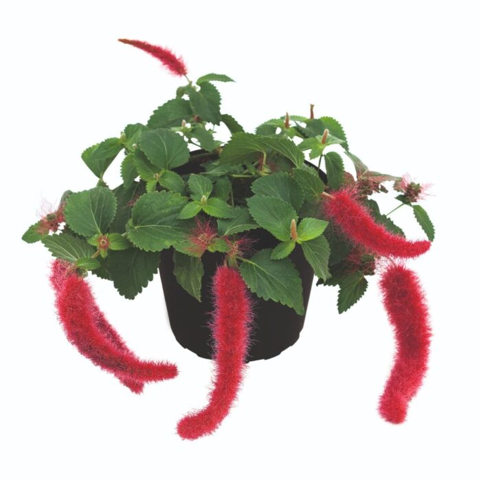 ACALYPHA Foxy - Image 3