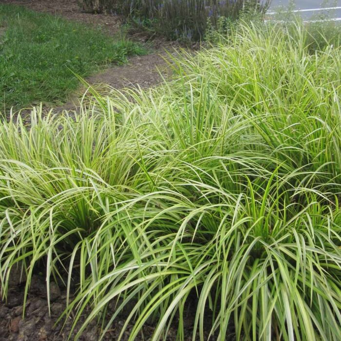 ACORUS Ogon - Image 2