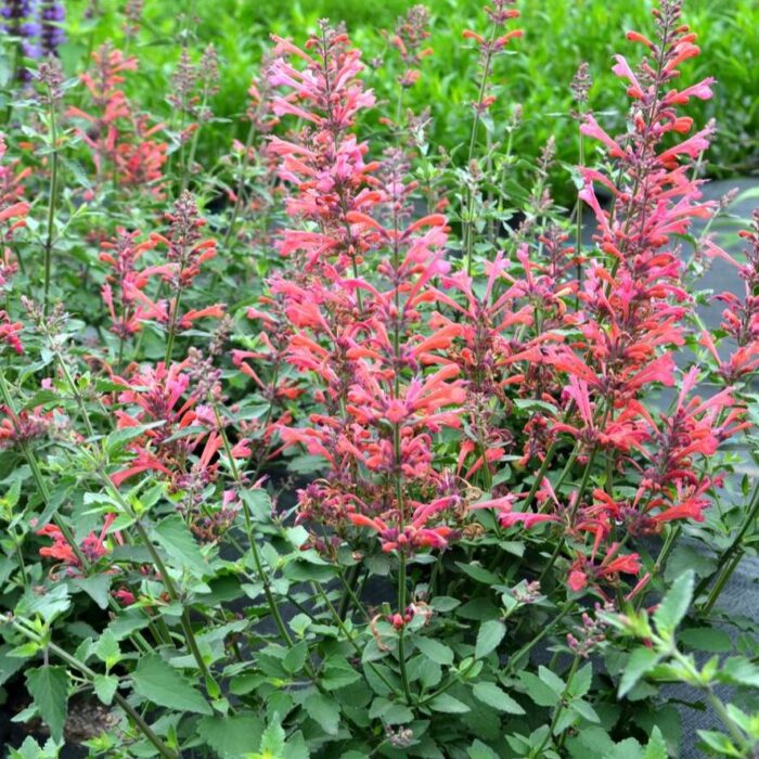 AGASTACHE KUDOS Coral - Image 3
