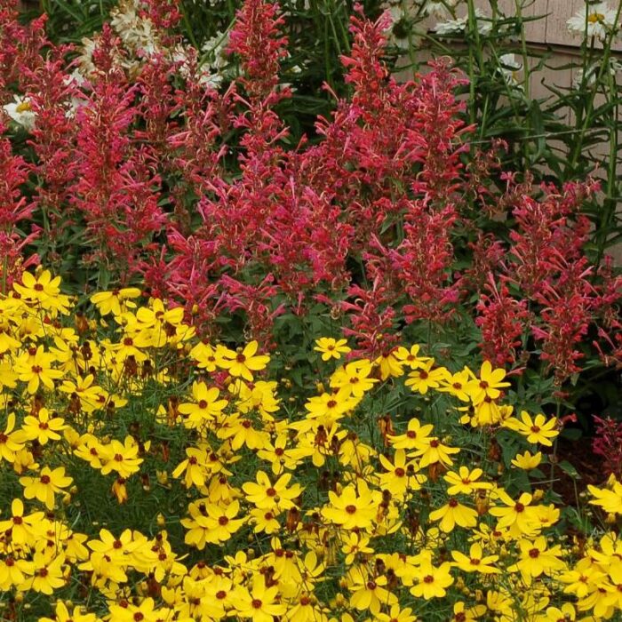 AGASTACHE KUDOS Coral - Image 2