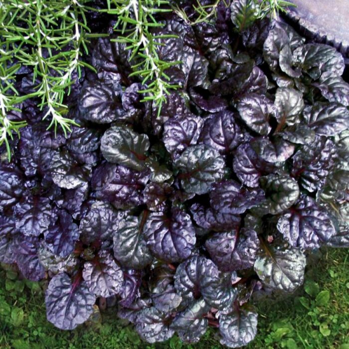 AJUGA Black Scallop - Image 2