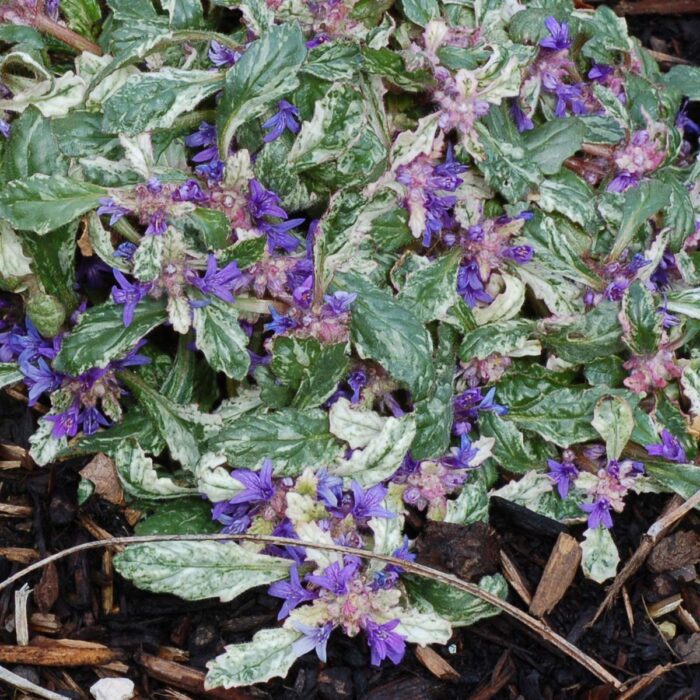 AJUGA Sparkler - Image 2