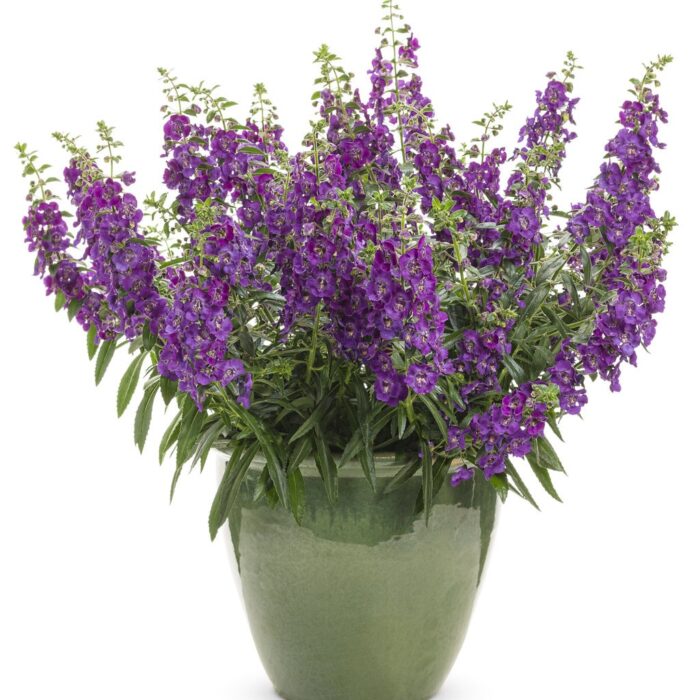ANGELONIA Blue Improved - Image 3