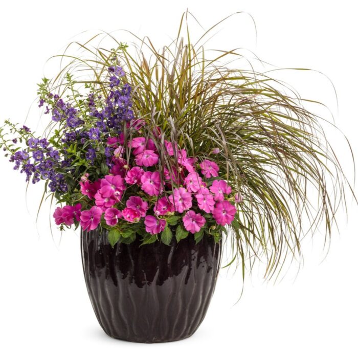 ANGELONIA Blue Improved - Image 2