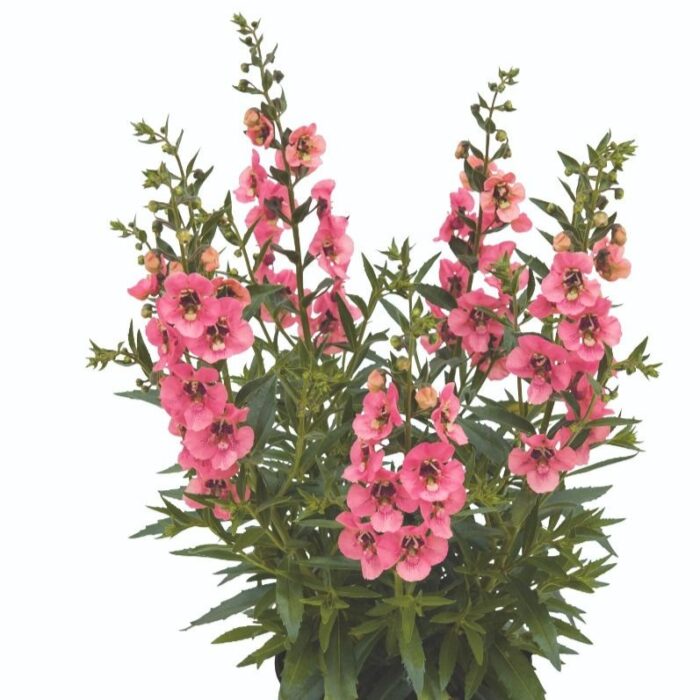 ANGELONIA Pink 2024 - Image 2