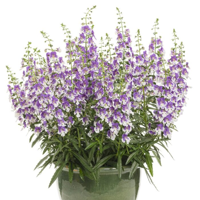 ANGELONIA Wedgewood Blue 2018 - Image 2