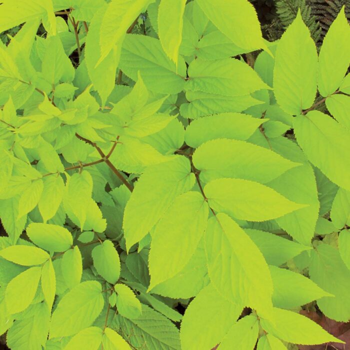 ARALIA Sun King - Image 3