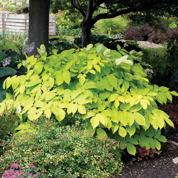 ARALIA Sun King - Image 2