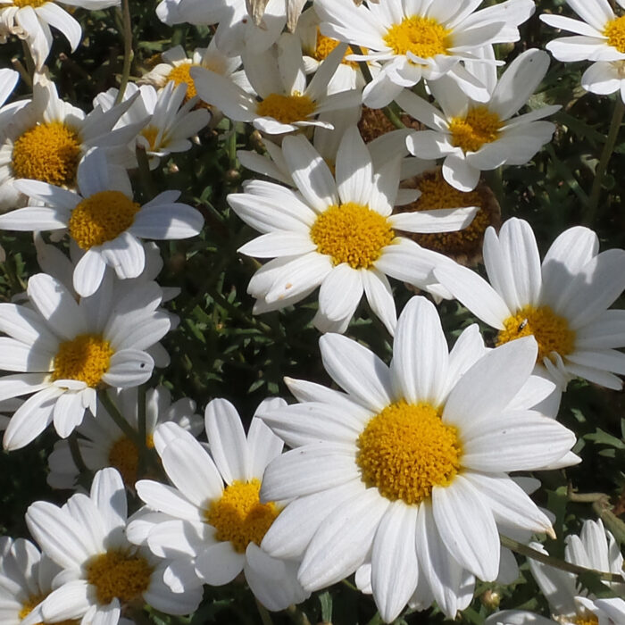 ARGYRANTHEMUM Pure White Butterfly - Image 3