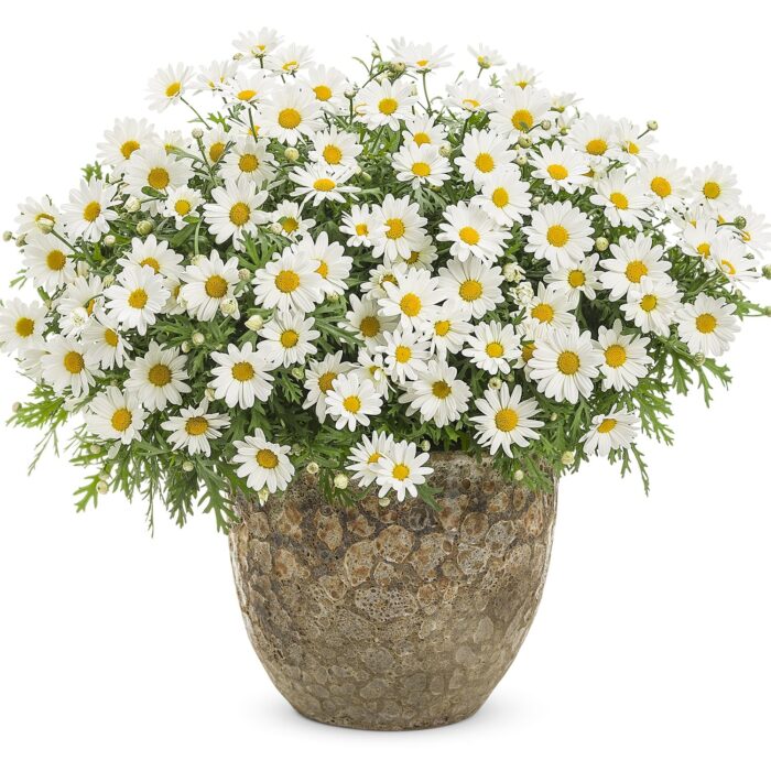 ARGYRANTHEMUM Pure White Butterfly - Image 2