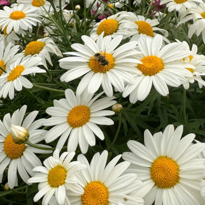 ARGYRANTHEMUM So Sweet - Image 4