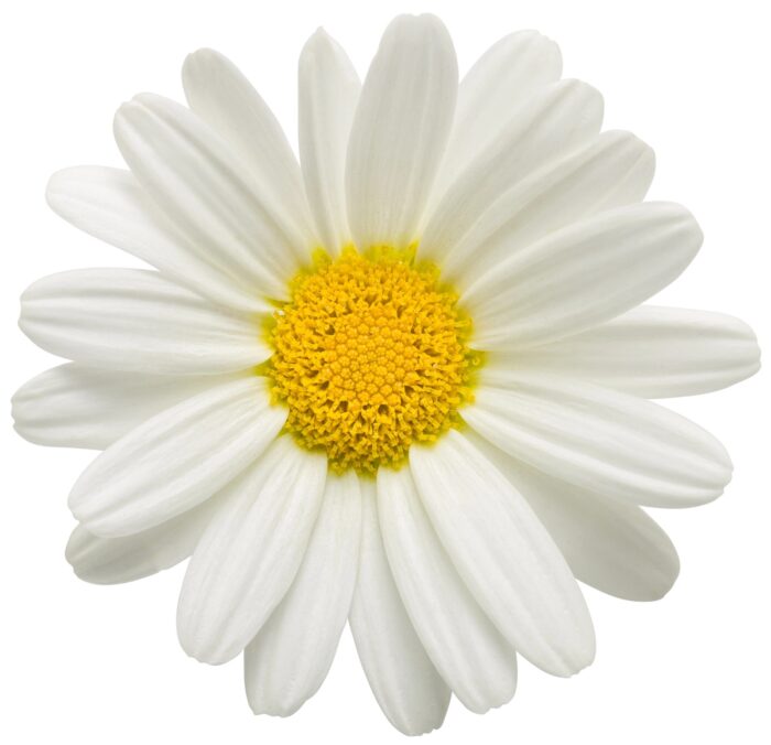 ARGYRANTHEMUM So Sweet - Image 3