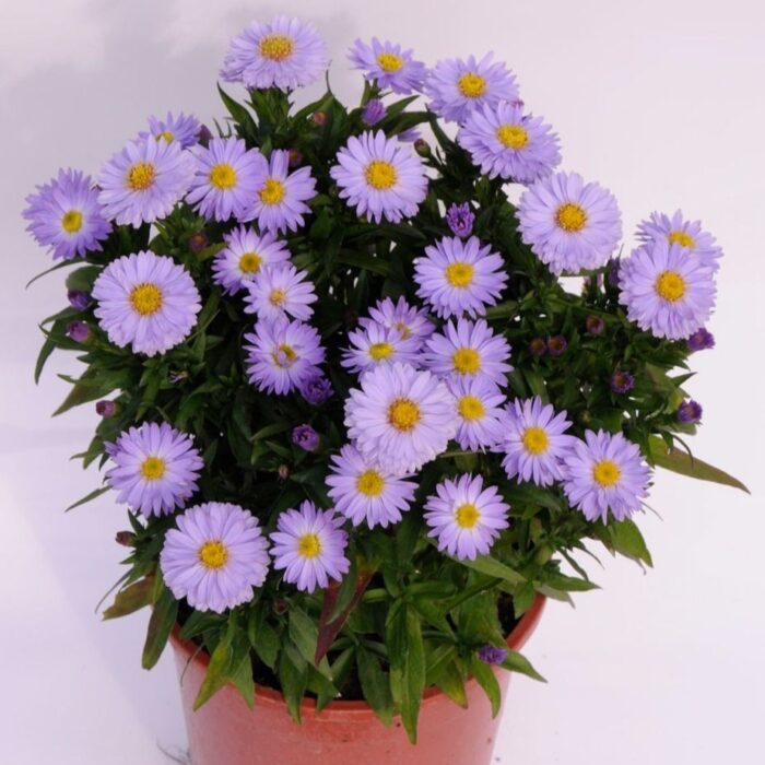 ASTER Aqua Compact - Image 2