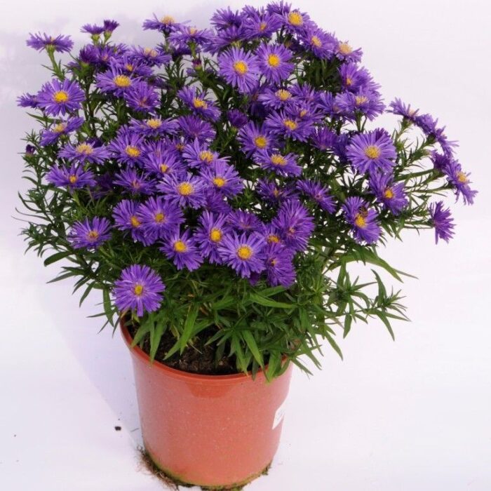 ASTER Blue Lapis - Image 2