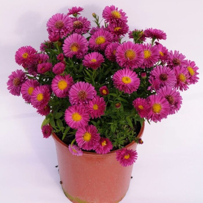 ASTER Granat - Image 2