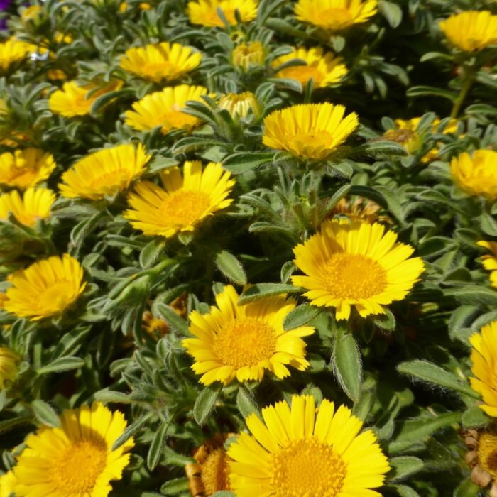 ASTERISCUS Asterix Gold - Image 3