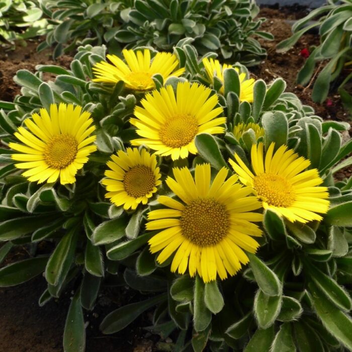 ASTERISCUS Asterix Gold - Image 2