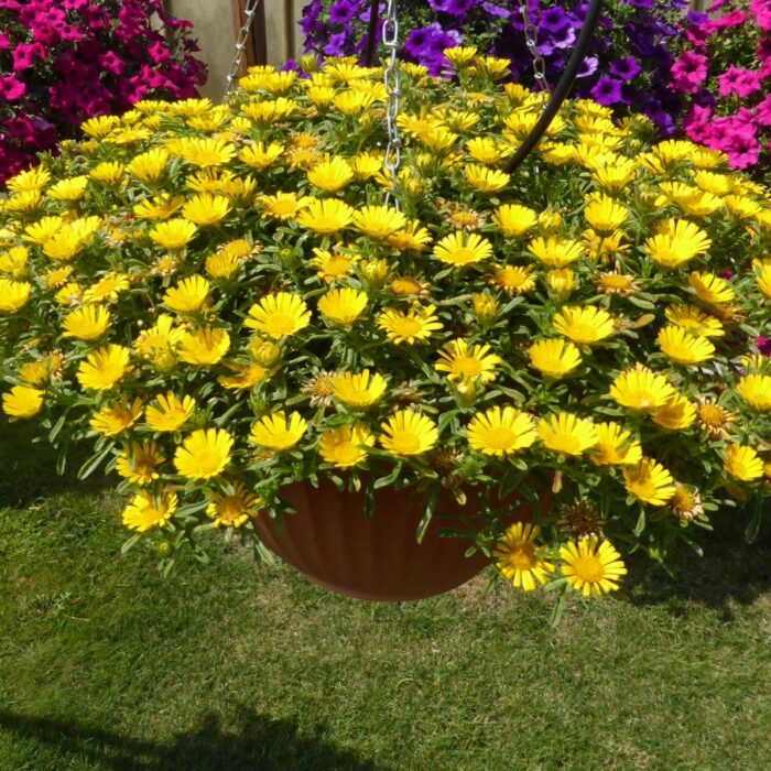 ASTERISCUS Asterix Gold - Image 4