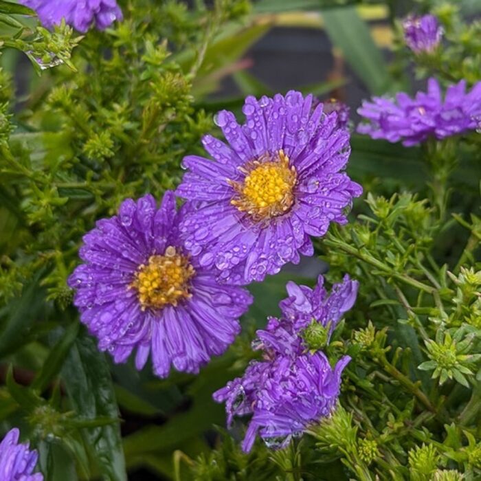 ASTER Sapphire - Image 3