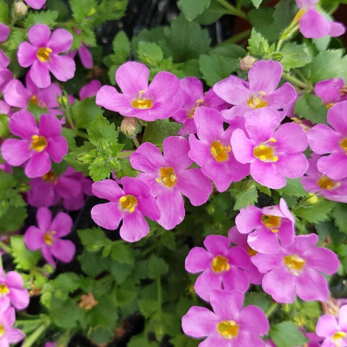 BACOPA sutera  Everest Pink 2025 - Image 2