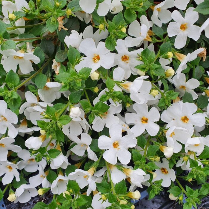 BACOPA sutera  Everest White Yeti - Image 2