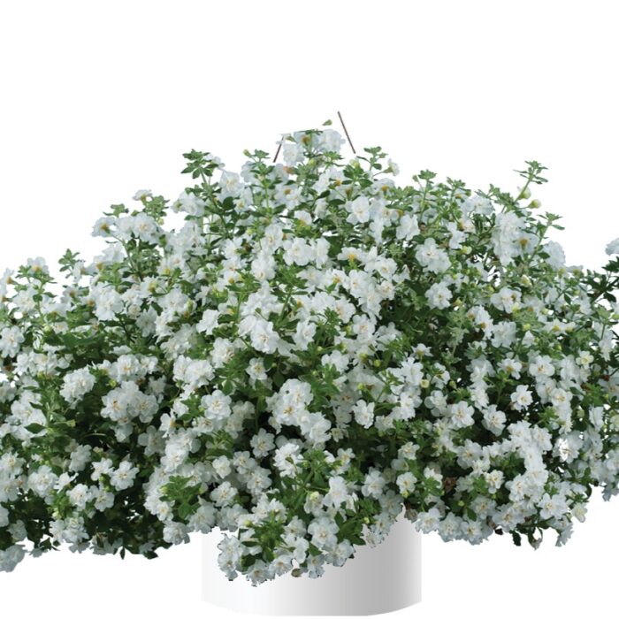 BACOPA sutera  Scopia Double Snowball - Image 2