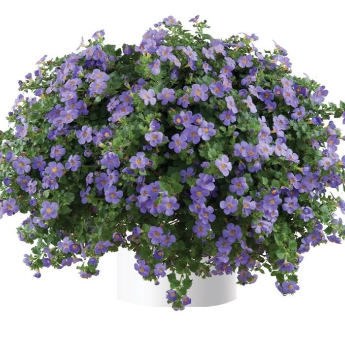 BACOPA sutera  Scopia Gulliver Blue - Image 2