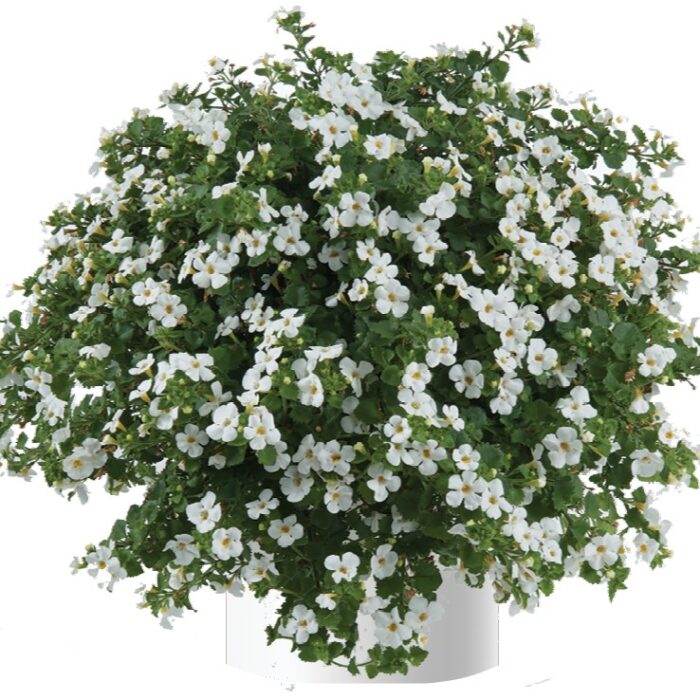 BACOPA sutera  Scopia Gulliver White - Image 3